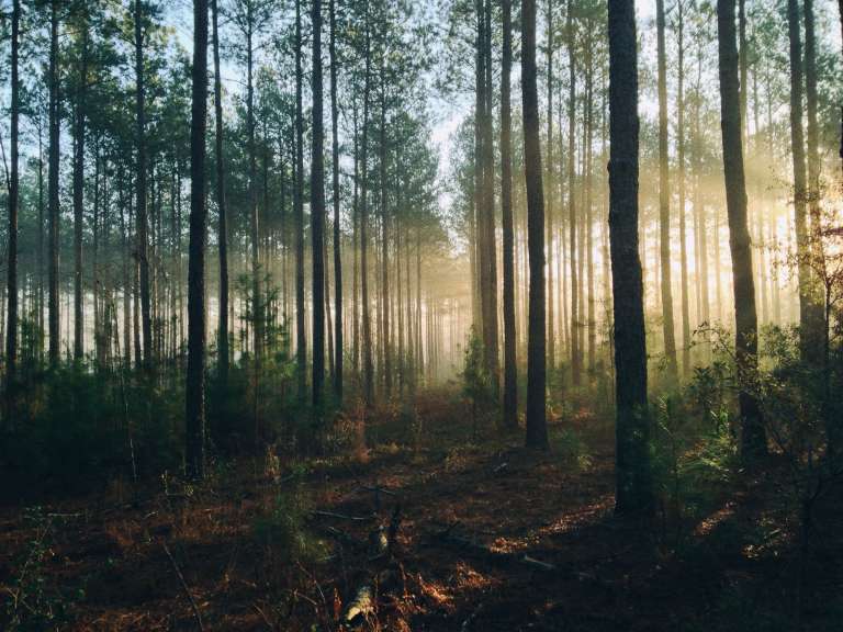A photograph of a forest, to signify 'nature' - the theme of this years Mental Health Awareness Week