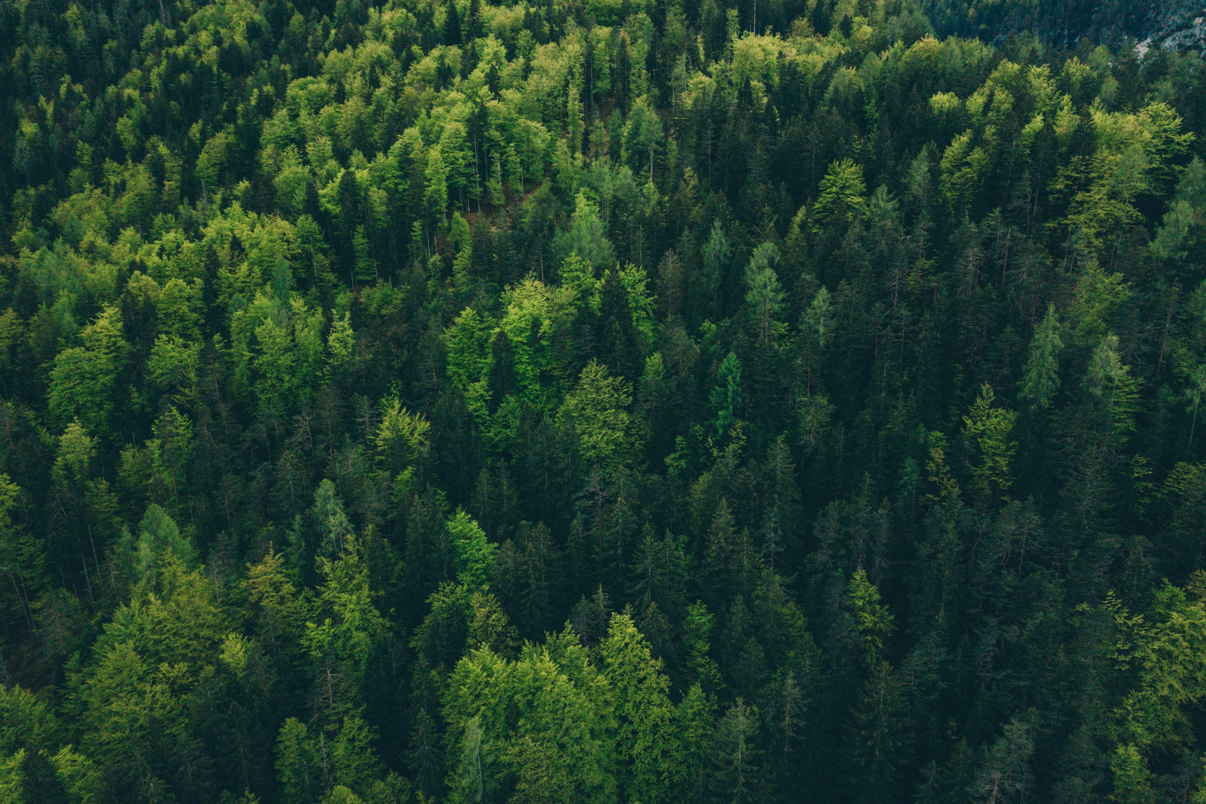 A photograph of a forest from above - taken in a helicopter, or drone.