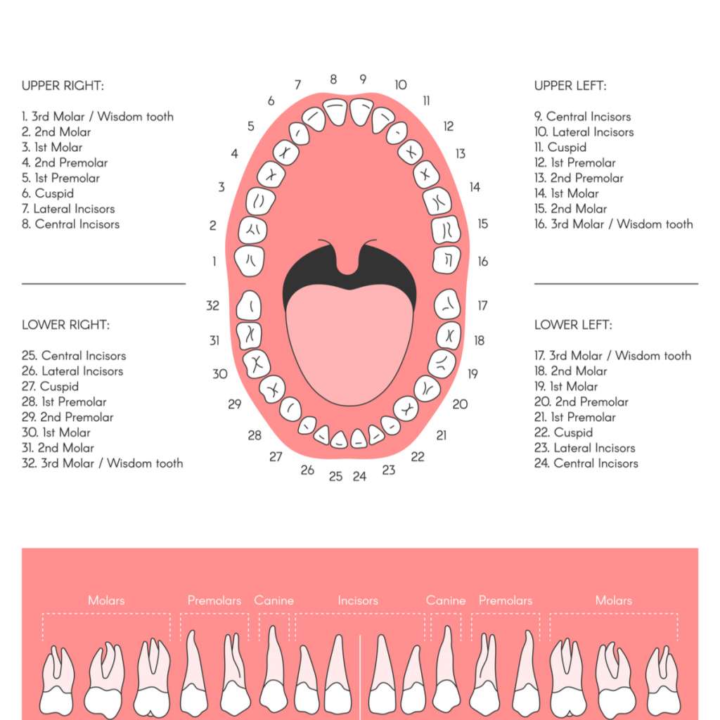A teeth chart demonstrating the positions of each individual tooth.
